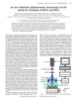 In vivo label-free photoacoustic microscopy of cell nuclei by