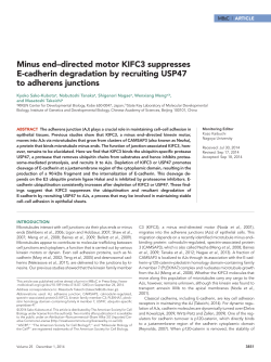 Minus end&ndash;directed motor KIFC3 suppresses E