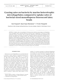Grazing rates on bacteria by marine heterotrophic microflagellates