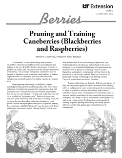 Berries - Pruning Raspberries and Blackberries in Home Gardens