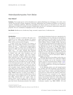 Heterobasidiomycetes from Belize | SpringerLink