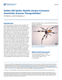 Golden Silk Spider, Nephila clavipes (Linnaeus) - EDIS