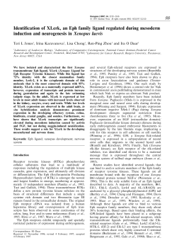 Identification of XLerk, an Eph family ligand regulated