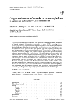 Origin and nature of vessels in monocotyledons. 5. Araceae