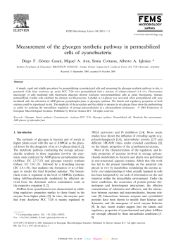 Measurement of the glycogen synthetic pathway in permeabilized