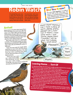 Robin Watch - The Banner