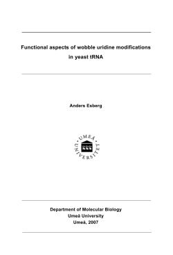 Functional aspects of wobble uridine modifications in yeast