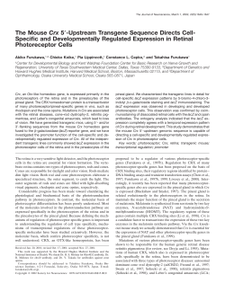 The Mouse Crx 5 -Upstream Transgene Sequence Directs Cell