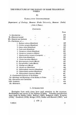 THE STRUCTURE OF THE KIDNEY OF SOME TELEOSTEAN