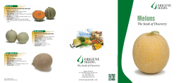 Melons - Origene Seeds