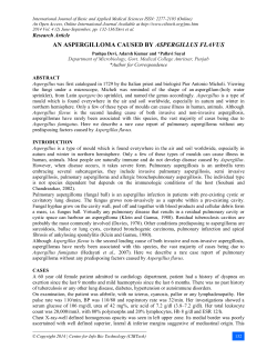 an aspergilloma caused by aspergillus flavus