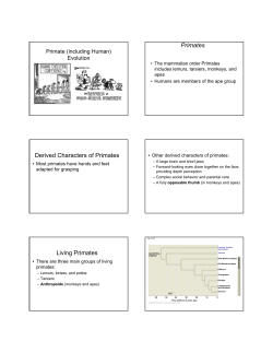 Primates Derived Characters of Primates Living Primates