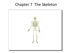 Chapter 7 The Skeleton