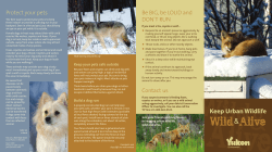 Keep Urban Wildlife Wild and Alive