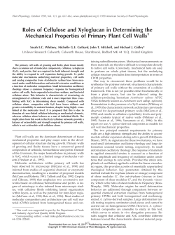 Roles of Cellulose and Xyloglucan in