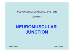 NEUROMUSCULAR JUNCTION