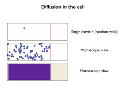 Diffusion in the cell