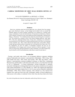 as a PDF