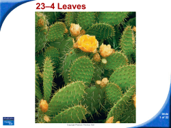 23&ndash;4 Leaves - Hamilton Local Schools