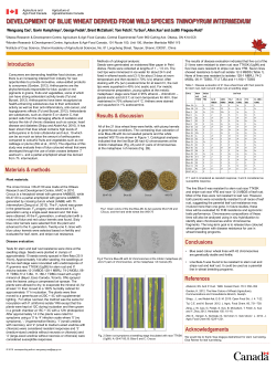 P37 DEVELOPMENT OF BLUE WHEAT DERIVED - 2016 cwfhb-cwf
