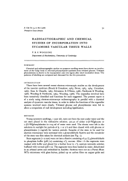 radioautographic and chemical studies of incorporation