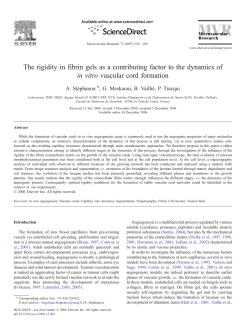 The rigidity in fibrin gels as a contributing factor to the - TIMC-IMAG