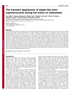 The transient appearance of zipper-like actin superstructures during