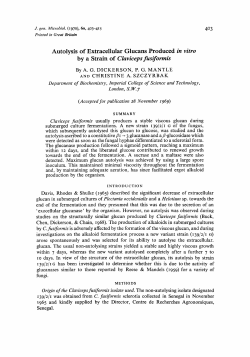 Autolysis of Extracellular Glucans Produced in vitro