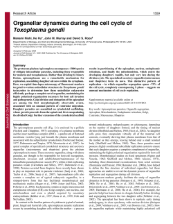 Organellar dynamics during the cell cycle of Toxoplasma gondii
