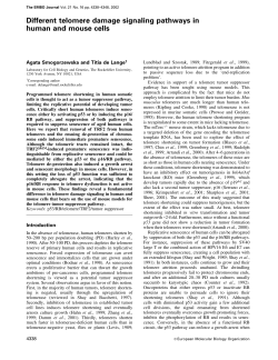 Different telomere damage signaling pathways in human and mouse