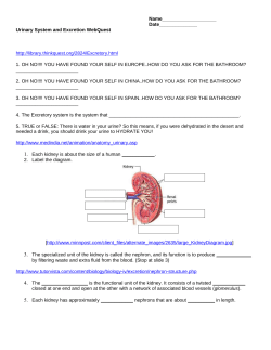 Excretory System Webquest