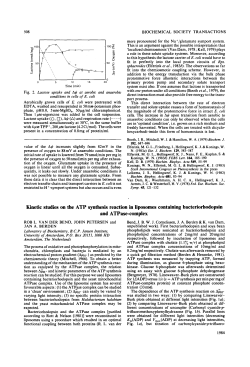 Direct interactions between electron transfer chains and solute