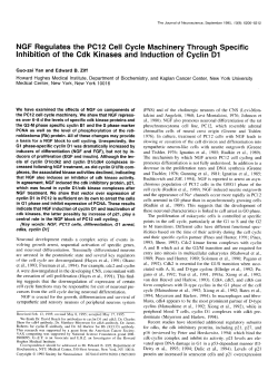 NGF Regulates the PC12 Cell Cycle Machinery Through Specific