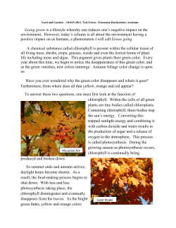 Autumn Foliage Color Change