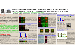 spindle morphogenesis and the morphology of chromosome in