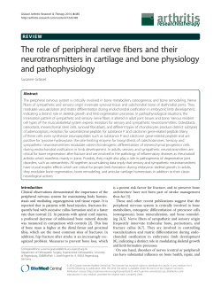 The role of peripheral nerve fibers and their neurotransmitters in