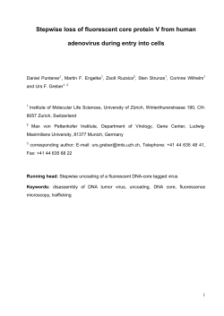 Stepwise loss of fluorescent core protein V from human adenovirus