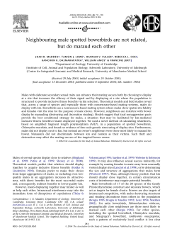 Neighbouring male spotted bowerbirds are not related, but do