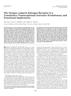 The Octopus vulgaris Estrogen Receptor Is a Constitutive