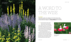 Salvias feature widely in Kew`s Plantasia summer