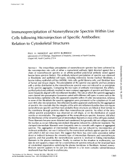 Immunoprecipitation of Nonerythrocyte Spectrin Within Live Cells