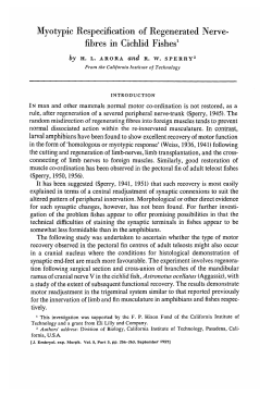 Myotypic Respecification of Regenerated Nerve