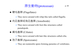原生動物(protozoan)
