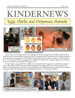 Eggs, Chicks and Oviparous Animals