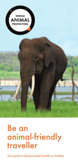 Be an animal-friendly traveller