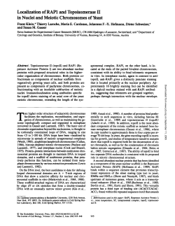 Localization of RAP1 and Topoisomerase II in Nuclei and Meiotic