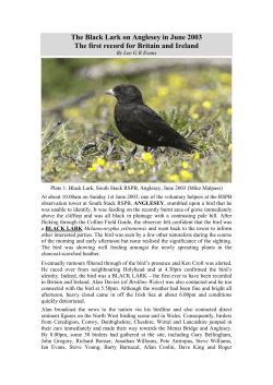 The Black Lark on Anglesey in June 2003