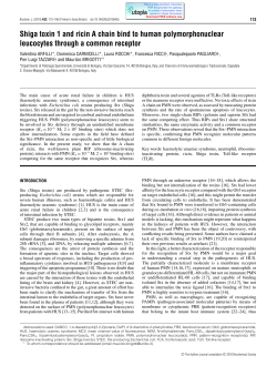 Shiga toxin 1 and ricin A chain bind to human polymorphonuclear