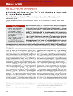 Cell rigidity and shape override CD47`s “self”