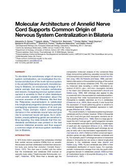 Molecular Architecture of Annelid Nerve Cord Supports Common